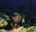 fangel2.jpg (23106 Byte)