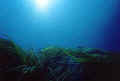 seegras.jpg (13257 Byte)