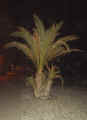 DSC01913.jpg (148002 Byte)